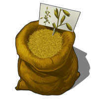 Semi d'avena