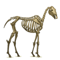 unicorno da corsa scheletro