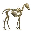 pegaso da corsa scheletro
