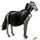 pegaso da corsa vampiro