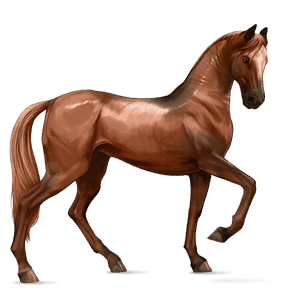 cavallo da corsa cavallo arabo castano