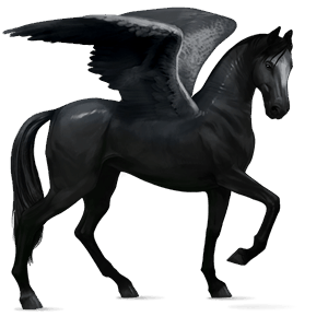 pegaso da corsa akhal-teke nero