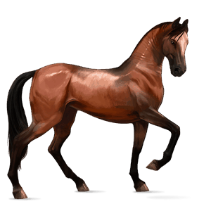 cavallo da corsa cavallo arabo castano scuro
