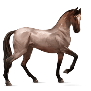 cavallo da corsa hanoverian baio