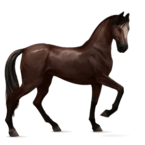 cavallo da corsa cavallo arabo baio scuro