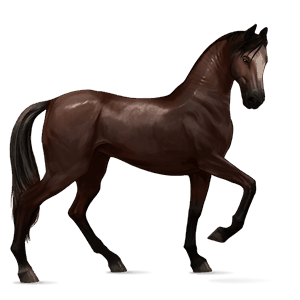cavallo da corsa hanoverian baio scuro