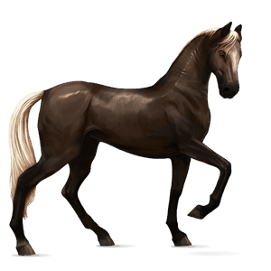 cavallo da corsa hanoverian baio scuro