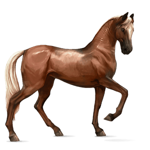 cavallo da corsa akhal-teke baio