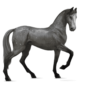 cavallo da corsa akhal-teke grigio pezzato