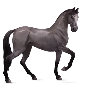 cavallo da corsa akhal-teke grigio pezzato