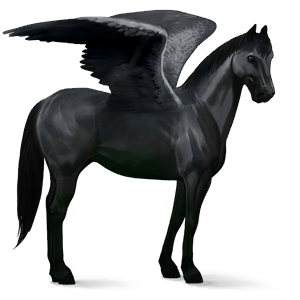 pegaso da corsa cavallo islandese nero