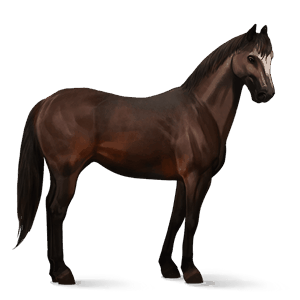 cavallo da corsa criollo argentino tovero baio