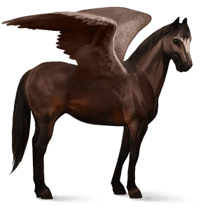 pegaso da corsa hanoverian baio scuro