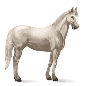 cavallo da corsa criollo argentino cremello