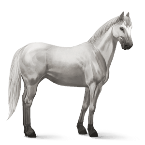 cavallo da corsa akhal-teke grigio pezzato