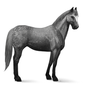 cavallo da corsa quarter horse grigio pezzato