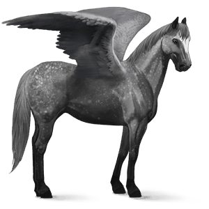 pegaso da corsa lipizzano grigio pezzato