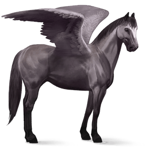 pegaso pony haflinger castano biondo platino