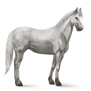 cavallo da corsa tennessee walker grigio chiaro