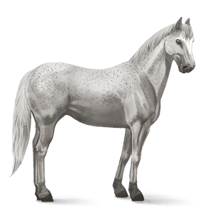 cavallo da corsa hunter irlandese grigio chiaro
