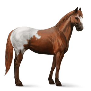 cavallo da corsa appaloosa manto castano