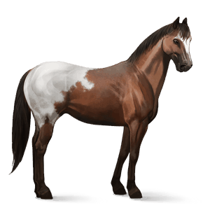 cavallo da corsa appaloosa leopard rossastro