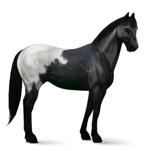 cavallo da corsa paint horse castano tobiano
