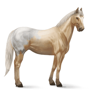 cavallo da corsa purosangue inglese grigio chiaro