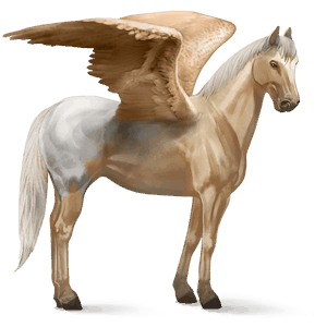 pegaso da corsa knabstrupper fiocchi di neve baio