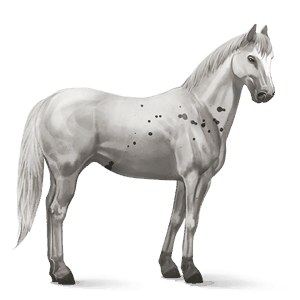 cavallo da corsa lusitano grigio pezzato