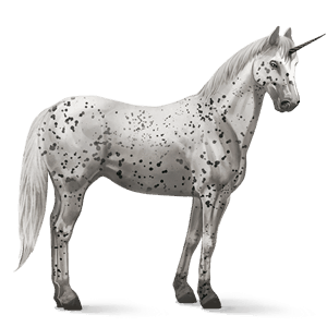 unicorno da corsa appaloosa leopard nero