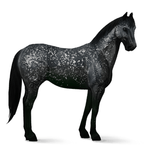 cavallo da corsa hanoverian castano scuro