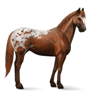 cavallo da corsa tobiano baio