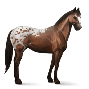 cavallo da corsa quarter horse castano
