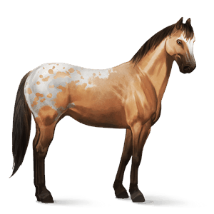 cavallo da corsa appaloosa manto isabella maculato