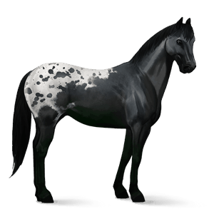 cavallo da corsa appaloosa manto nero maculato