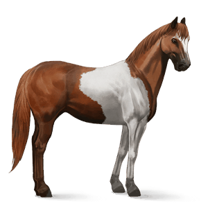 cavallo da tiro nero