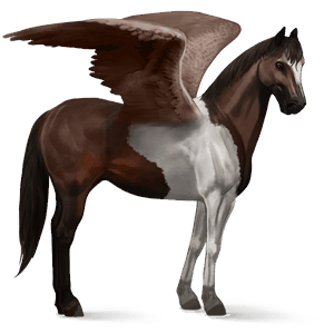 pegaso da corsa gypsy vanner tobiano baio scuro
