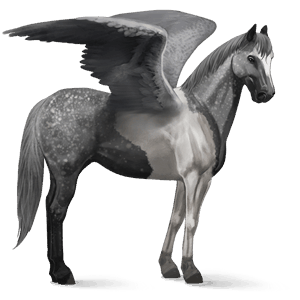 pegaso da corsa paint horse tobiano grullo