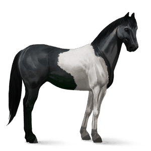 cavallo da corsa paint horse tobiano pinto baio chiaro