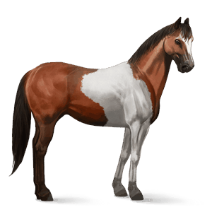 cavallo da corsa cavallo arabo grigio chiaro
