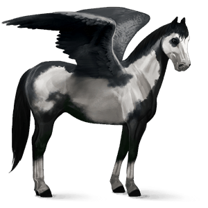 pegaso da corsa overo nero
