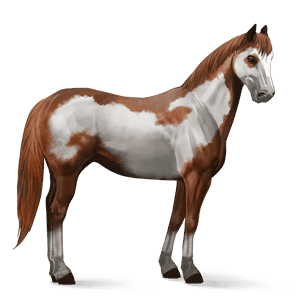 cavallo da corsa criollo argentino castano tobiano