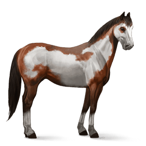 cavallo da corsa purosangue inglese nero