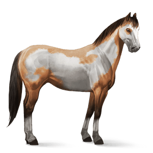 cavallo da corsa cavallo arabo grigio pezzato