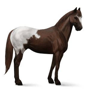 cavallo da corsa cavallo arabo grigio puntellato