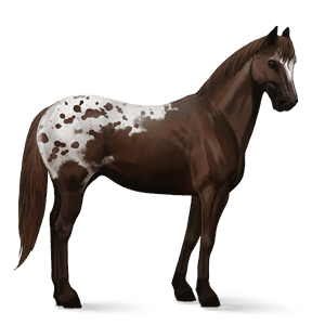 cavallo da corsa akhal-teke grigio pezzato