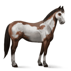 cavallo da corsa mangalarga marchador grigio puntellato