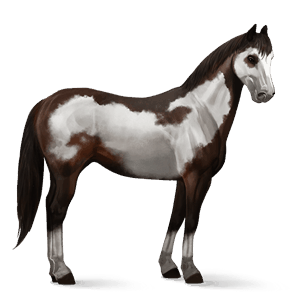 cavallo da corsa frisone nero