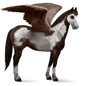 pegaso da corsa knabstrupper manto castano